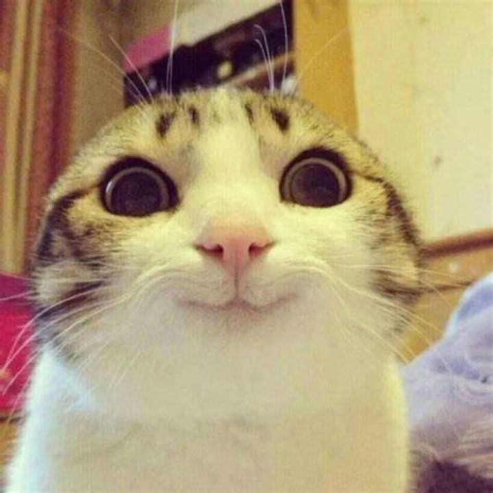 「smiling cat meme」とは何か　不気味で愛らしい猫画像の正体